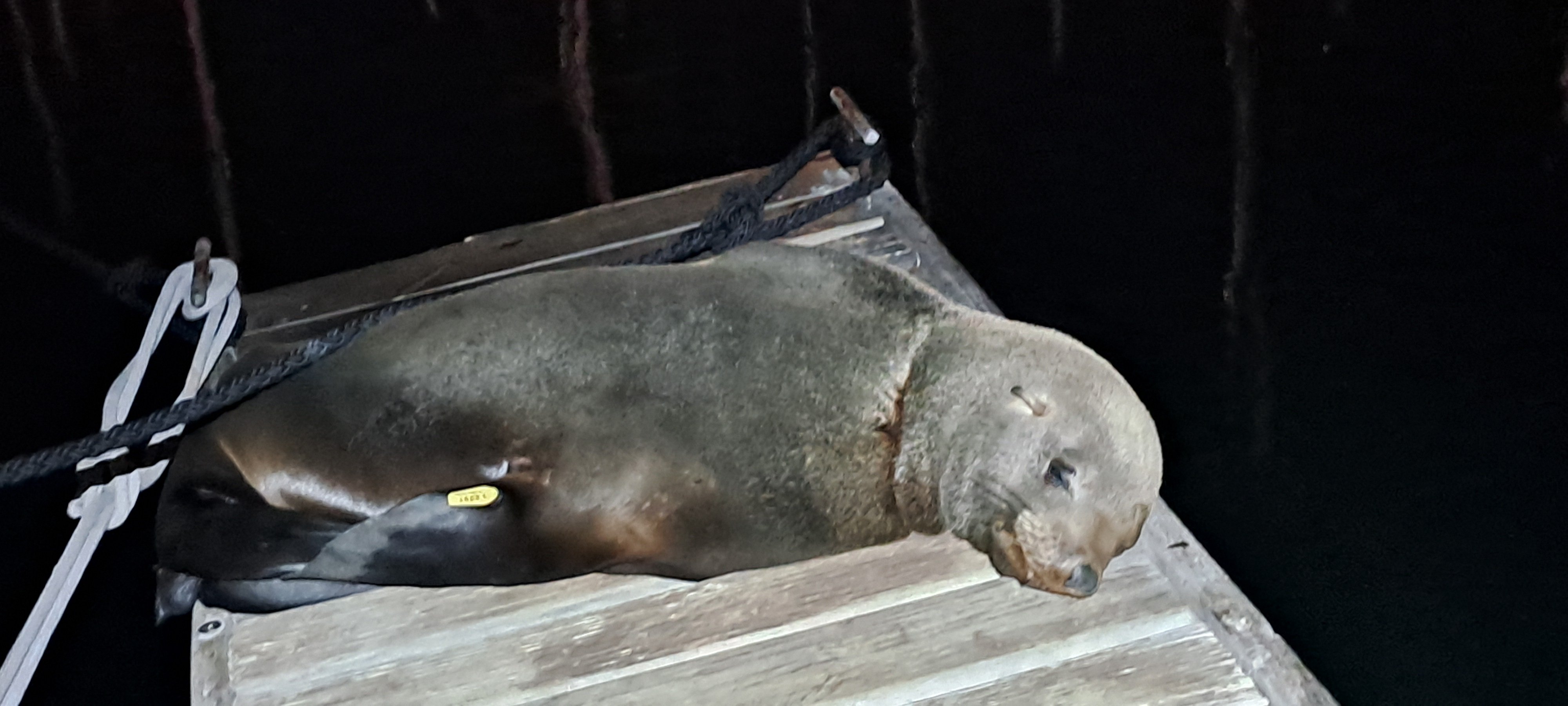 Compagnon de ponton la nuit
